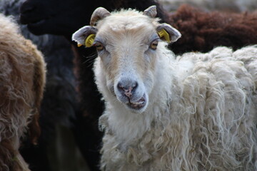 Schafe auf einer Wiese im Emsland
