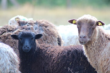 Naklejka premium Schafe auf einer Wiese im Emsland