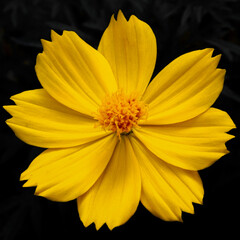 The medicinal flowers taken during a climb Dinh mountain in Ba Ria province Vietnam

