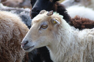 Schafe auf einer Wiese im Emsland