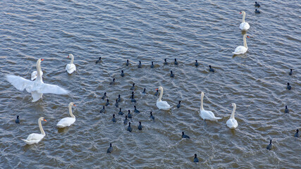 Birds in River