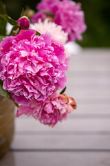 Beautiful huge peonies in the summer garden. Pink peony in a vase on a table in the garden on a sunny summer day