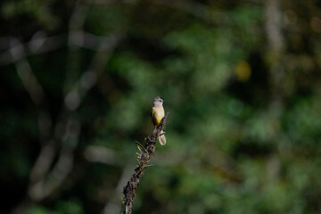 Flavescent Bulbul