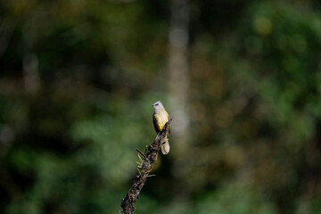Flavescent Bulbul