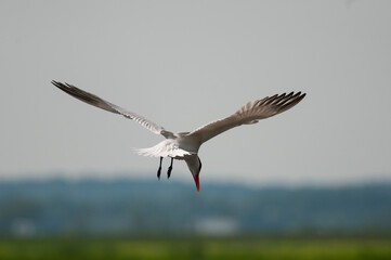 Common Tern hunting