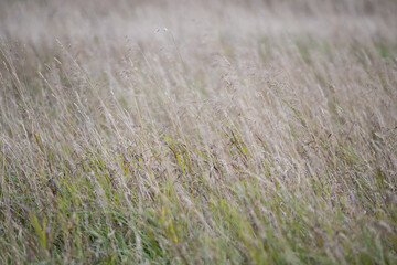 Fototapeta premium Ears of dry grass in a rural meadow in the evening. Agriculture concept. The field is resting and preparing for the next year's cereal planting