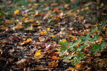 Autumn colorful leaves in the park on the ground. Maple leaves of red, yellow and green color lie on the grass.