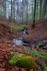 Forest with small creek in spring colours and mossy stone in foreground, Schleswig-Holstein, Germany
