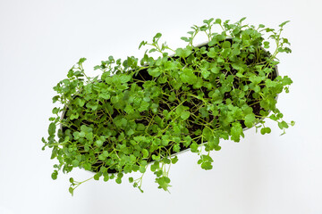Obraz premium Top view of microgreens sprouts on bright light background. Vegan micro white mustard (Sinapis alba) greens close-up.