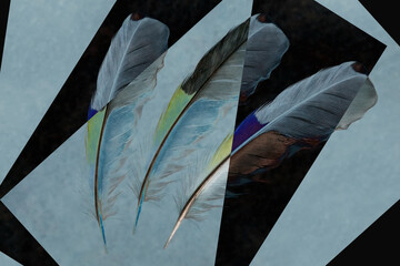Colorful bird feathers are arranged in a background of black and blue geometric figures. Abstract fantasy. Close-up.
