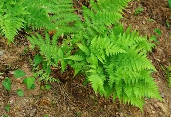 green bracken in the forest in April