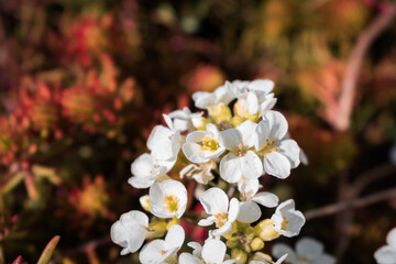 Close up of blooming alyssum flowers in someone's balcony