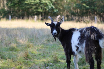 Ziegenbock/ Goat 
Portrait im Sommer, fotographiert auf einer Wiese nahe Meppen