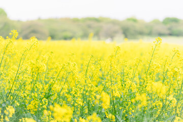 Obraz premium 菜の花
