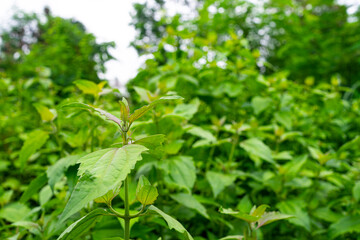 Siam weed is a herbaceous plant. Relieve symptoms of exhaustion Helps to nourish the heart, relieve blurred eyes, relieve thirst, help cure fever.