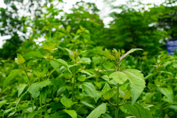 Fototapeta na wymiar Siam weed is a herbaceous plant. Relieve symptoms of exhaustion Helps to nourish the heart, relieve blurred eyes, relieve thirst, help cure fever.