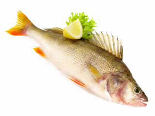 Fresh Fish - Perch on white Background - Isolated