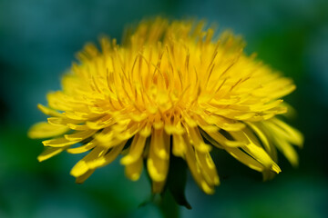 Gewöhnlicher Löwenzahn Taraxacum sect. Ruderalia gelb Korbblüter Farbe Makro nah Blüte intensiv Pusteblume Unkraut Wiese Scheinblüte Wirtel Hüllblätter Taraxacum officinale Kraut Garten Sauerland