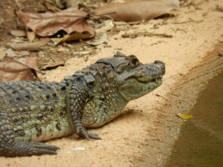 Close up of a caiman - Belo Horizonte zoo (Brazil)