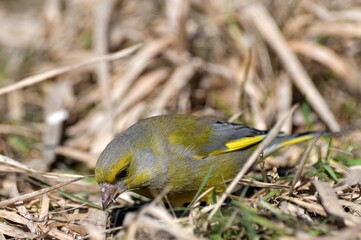 Bird greenfinch feeding of animal game and help of people loving nature