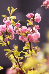 pink cherry blossom