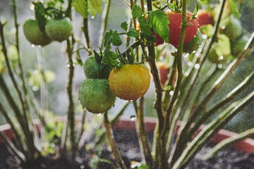 tomatoes growing