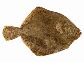 Turbot - Fish Flatfish Isolated on white Background 