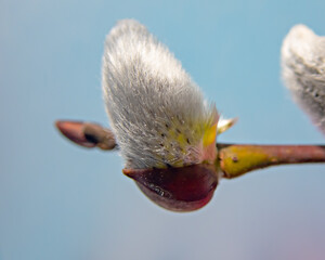 buds of willow