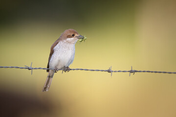 Juvenile red-backed shrike Lanius collurio sitting on barbed wire with grashopper in bill with green blurry background