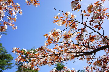 Yoshinoyama sakura cherry blossom, closeup view. Mount Yoshino in Nara Prefecture, Japan's most famous cherry blossom viewing spot - 日本 奈良 吉野山の桜 アップ