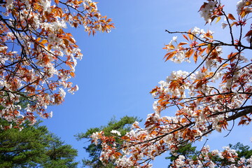 Yoshinoyama sakura cherry blossom, closeup view. Mount Yoshino in Nara Prefecture, Japan's most famous cherry blossom viewing spot - 日本 奈良 吉野山の桜 アップ