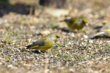Flock of bird greenfinch eating seeds from the ground in spring