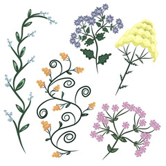 Set of hand-drawn isolated abstract colored flowers. Vector illustration of wild plants for decoration of cards, banner, invitations. blooming sakura branch and neat liana.