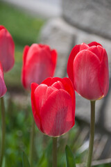 Fototapeta premium Bright two toned tulips in red and pink