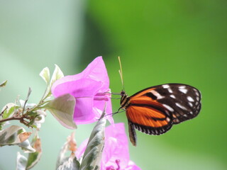 mariposa posada en flor 