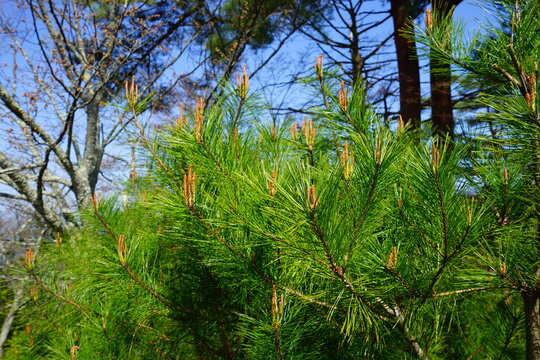Green Pine tree in Yoshino, Nara prefecture, Japan, closeup - 吉野山の松 花粉 イメージ