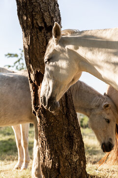 Chevaux blancs dans la nature
