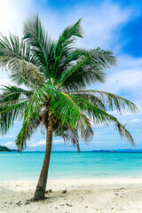 Tropical beach with Coconut Palm trees on white sandy beach at koh lipe satun thailand