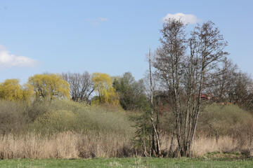 Riparian landscape on the Tegeler Fließ in Schildow in the state of Brandenburg in springtime