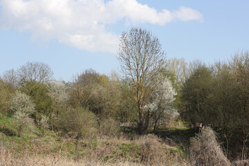Riparian zone at the Tegeler Fließ in the north of Berlin