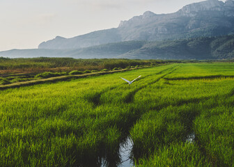 rice terraces in island