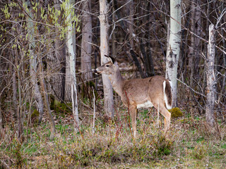 Horizontal side view of young white-tailed deer standing immobile in wooded area, Leon-Provancher conservation area, Neuville, Quebec, Canada