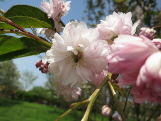 Obraz premium 梅護寺数珠掛桜 バイゴジジュズカケザクラ Prunus leveilleana cv. Juzukakezakura