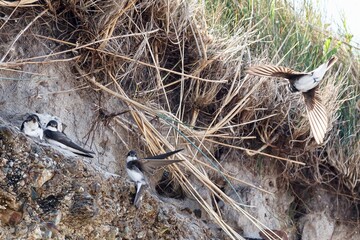 Sand Martins preparing for nesting by burrowing into a sand bank on an Irish Atlantic beach