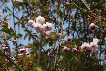 梅護寺数珠掛桜 
バイゴジジュズカケザクラ
Prunus leveilleana cv. Juzukakezakura
