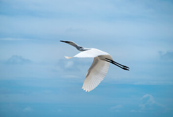 The White Crane Flying Higher