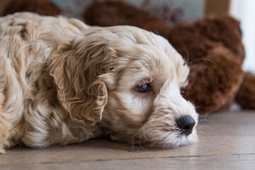 Australianlabradoodlepuplayingonthefloorindoor