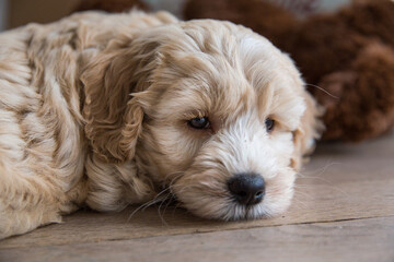 Australianlabradoodlepuplayingonthefloorindoor