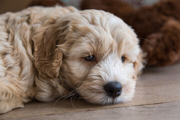 Australianlabradoodlepuplayingonthefloorindoor