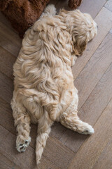 Australianlabradoodlepuplayingonthefloorindoorseenfromabove